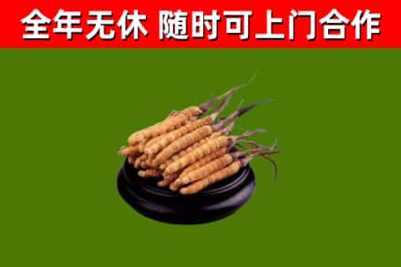 淄博烟酒回收冬虫夏草.jpg